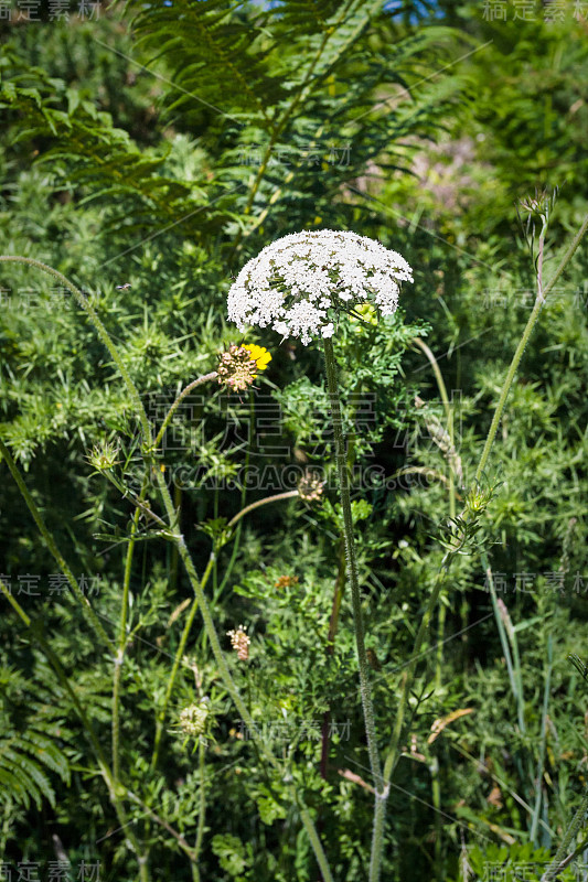 Ploumanac'h site草地上的白色蓍草花