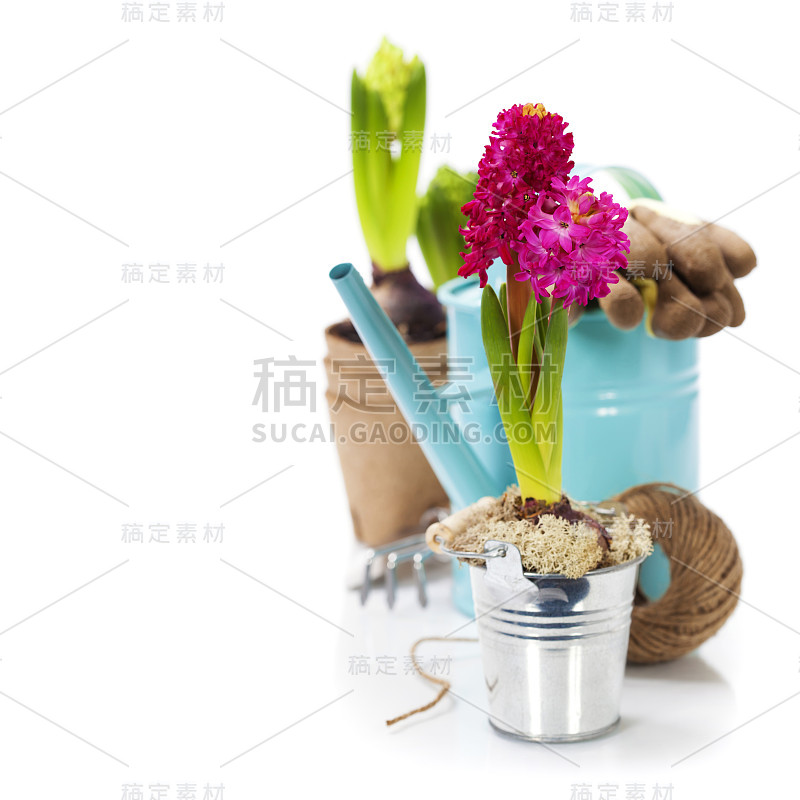 新鲜的风信子花球茎在花盆和园艺工具