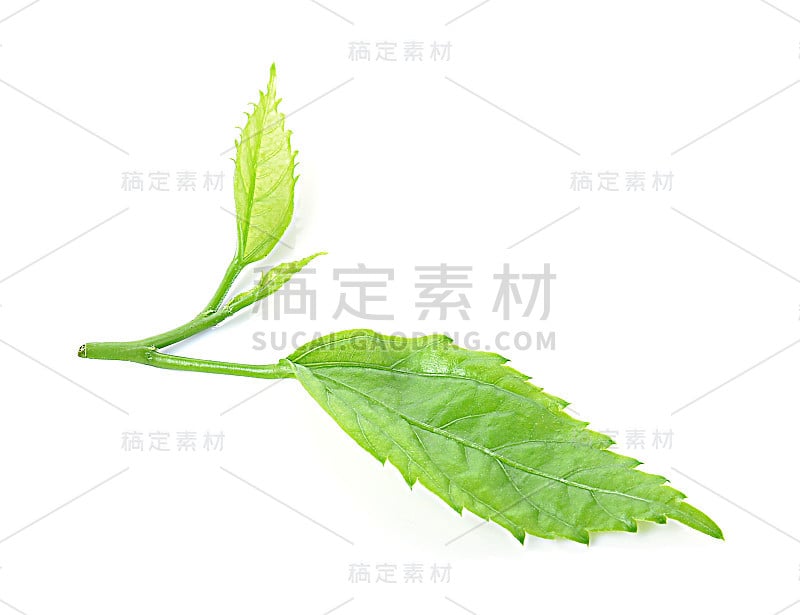 白色背景上孤立的绿茶叶子。