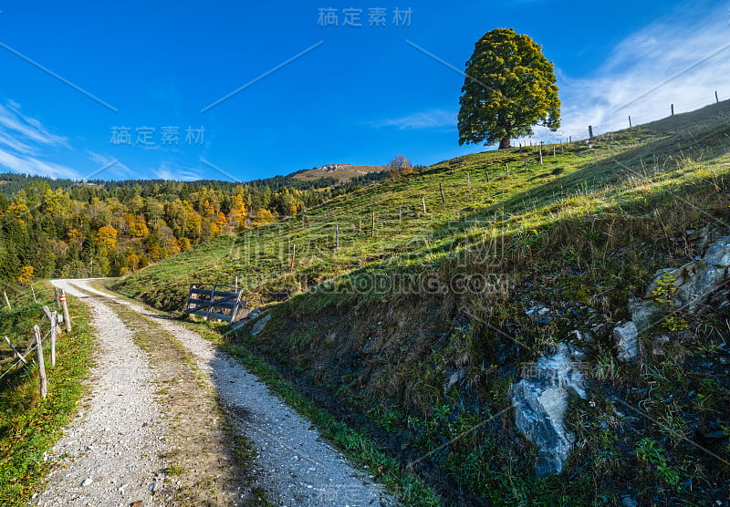 雾蒙蒙的秋日清晨，从奥地利萨尔茨堡的多尔夫加斯泰因徒步旅行的小路上，可以看到大而孤独的树景。