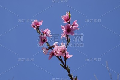 花园里盛开的野桃