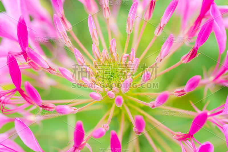 美丽的花和详细的花粉，克莱姆hassleriana蜘蛛花。