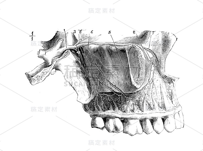 上颌神经和它的牙科分支在《外科解剖学》的旧书中，作者是B. Anger, 1869年，巴黎