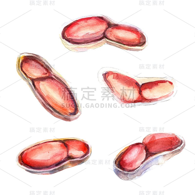 花生孤立水彩插图对象集。手拉螺母在打开的外壳。