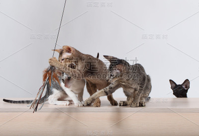 猫在工作室