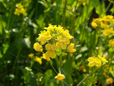 蜜蜂在黄花盛开的油菜籽上飞翔