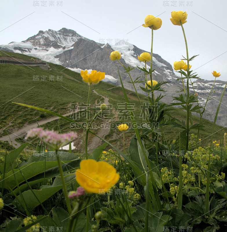 在Eiger前的草地上的球形花(Trollius europaeus)