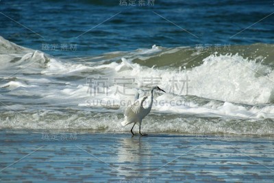 白色的白鹭在蓝色的海浪中涉水