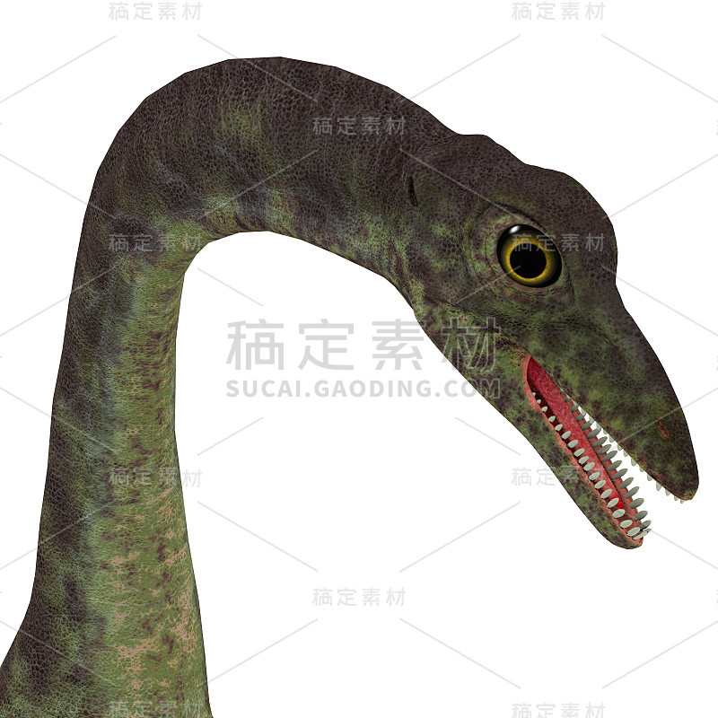 Anchisaurus恐龙头