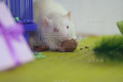 小白鼠吃坚果。适当的营养。