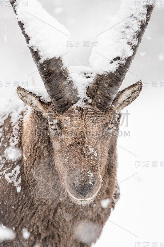 暴风雪中的高山野山羊(卡普拉野山羊)