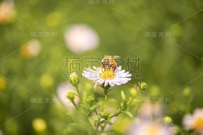欧洲蜜蜂