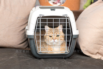 金栗猫品种坐在动物载体上
