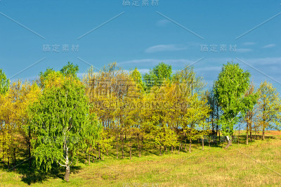 春无叶树