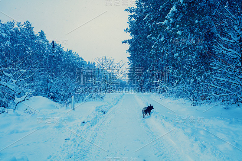 农村景观。冬天在雪村遛狗