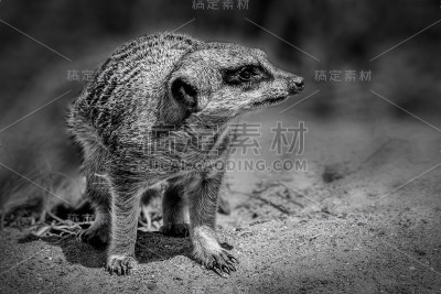 猫鼬
