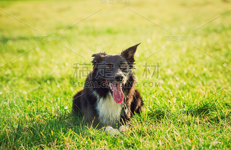 欢乐的边境牧羊犬躺在草地上的肖像，滑稽的脸张着嘴，露出长长的舌头，享受着阳光明媚的春日。户外背景，可