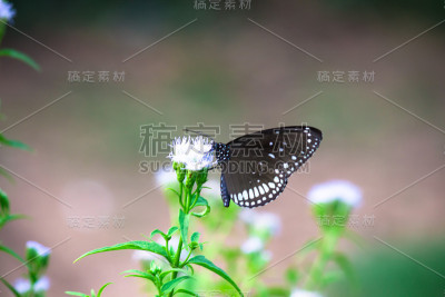 普通的乌鸦蝴蝶坐在花上喝花蜜
