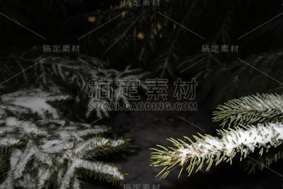 松树上的雪