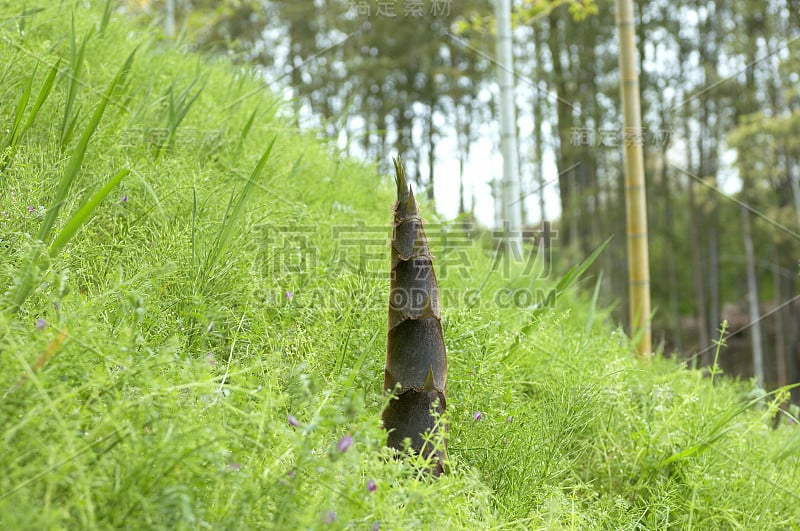 日本银行