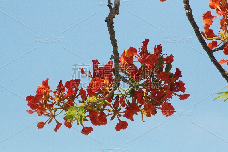 一束鲜红的名木花从树枝上摘下