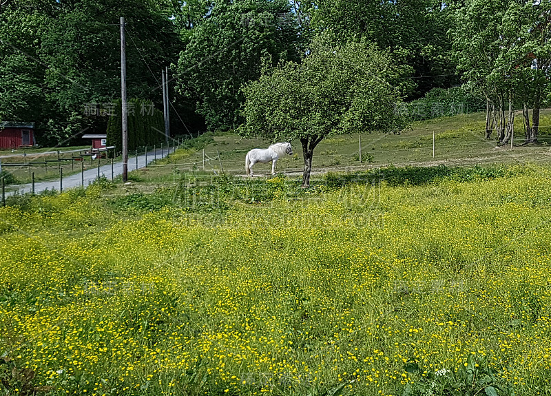 马睡觉