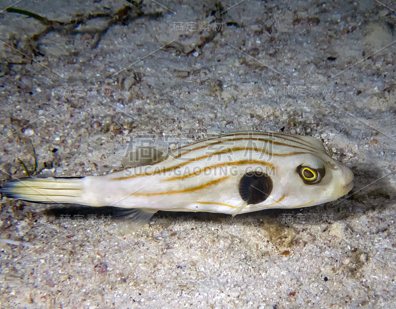 条纹河豚(Arothron manilensis)