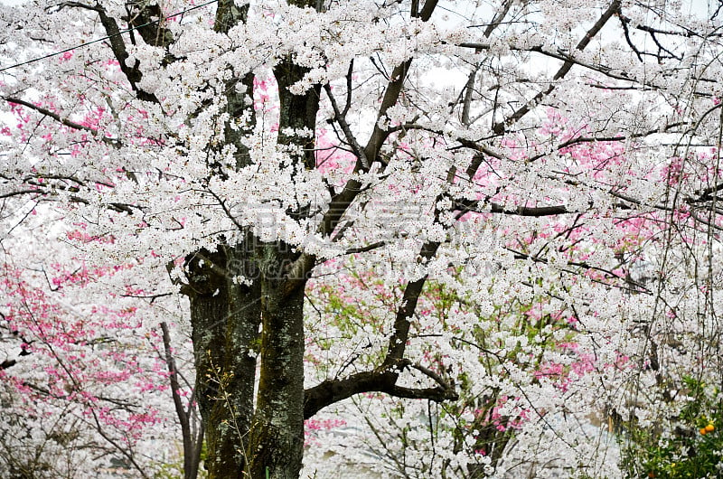 樱花