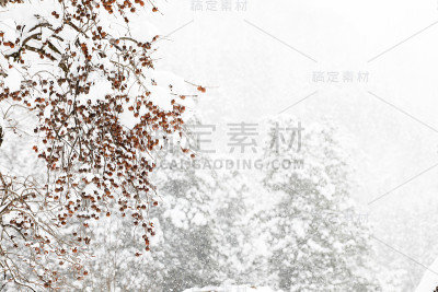 日本柿子树在冬天白天有雪