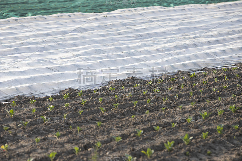 田里用来保护植物不受鸟类伤害的大网