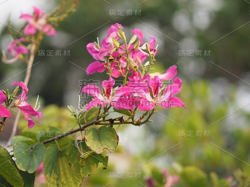 粉红花紫荆花杂色开花植物豆科豆科常见的名称包括兰花树美丽的自然模糊的背景