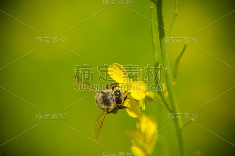 一个黄色的花和蜜蜂模糊的背景的特写照片