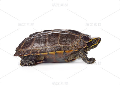 白色背景上的海龟