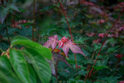 明亮的红色树叶