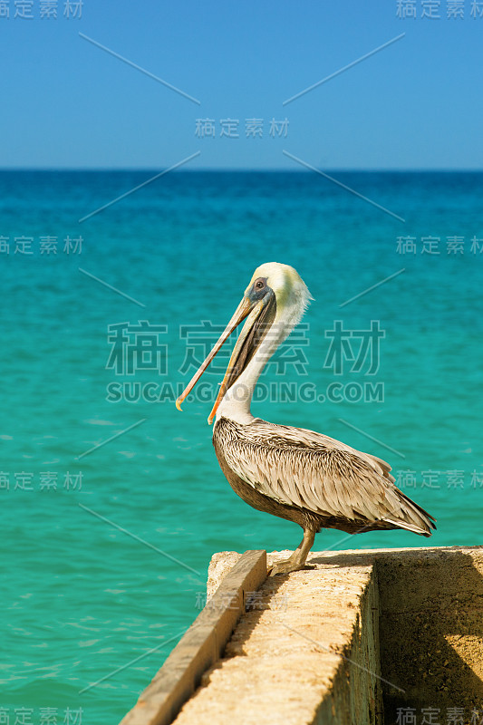 鹈鹕站在码头上，有一个美丽的异国情调的蓝色大海。加勒比海热带宁静的码头景色