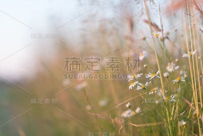 作物