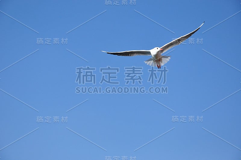 鸽子在天空中飞翔