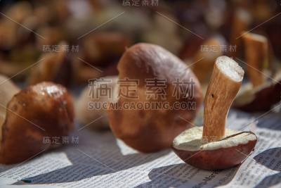 Cepe——食用蘑菇