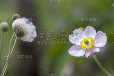 银莲花在盛开，美丽的粉红色开花公园观赏植物