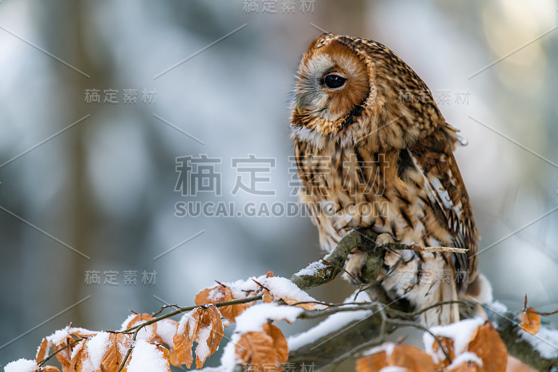 小猫头鹰(斯特里克斯·阿卢科饰)坐在森林的一根树枝上四处张望