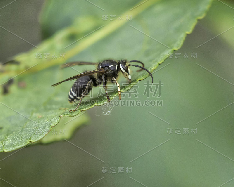 大黄蜂黄蜂