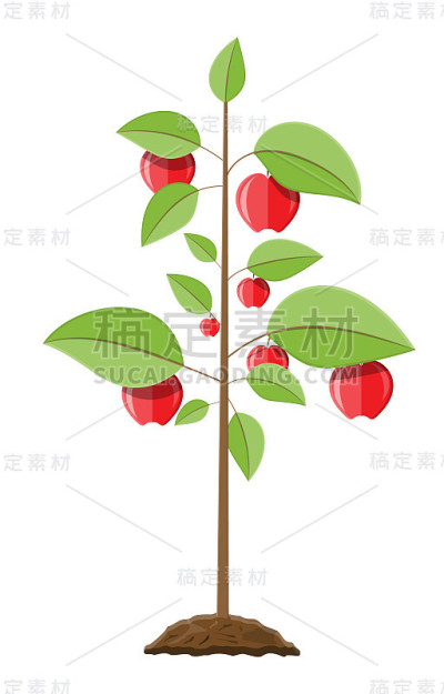 装饰性的果树。