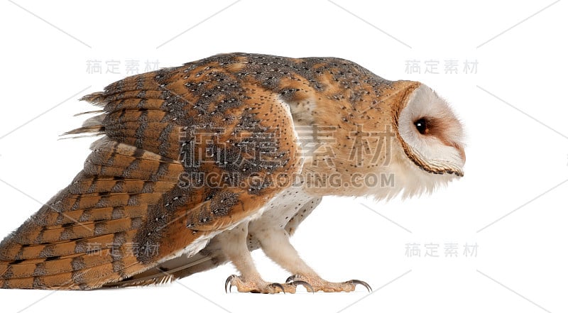 仓鸮，Tyto alba, 4个月大，站在白色背景下