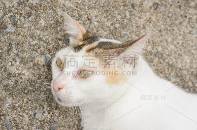 泰国的猫