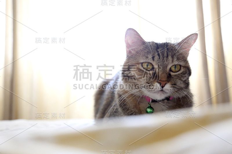 虎斑猫