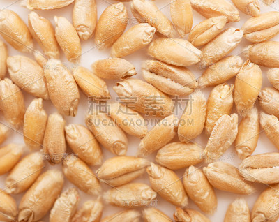 小麦谷物