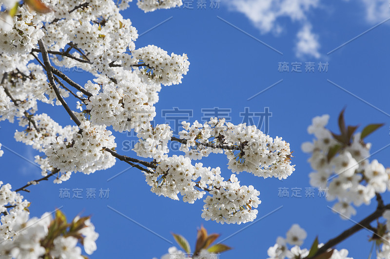 德国，莱茵兰-普法尔茨，樱桃树，白色樱花