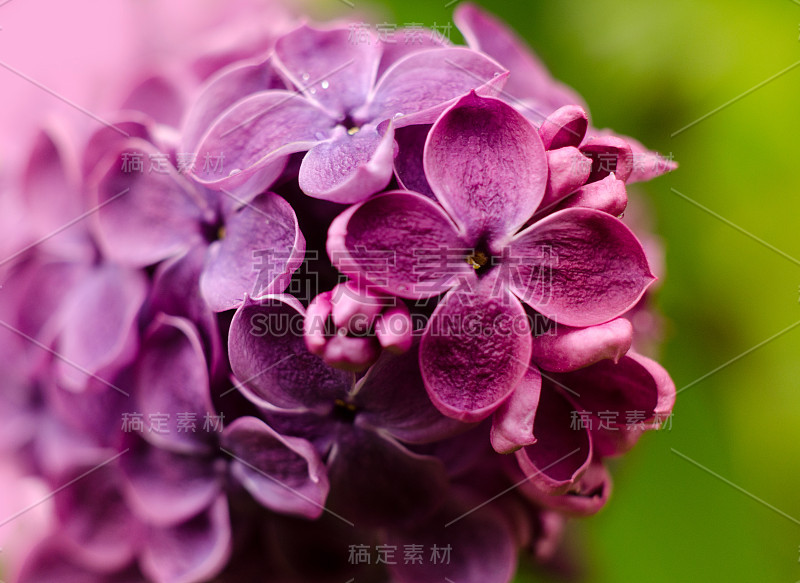 漂亮的紫丁香花。紫丁香春花的微距照片。