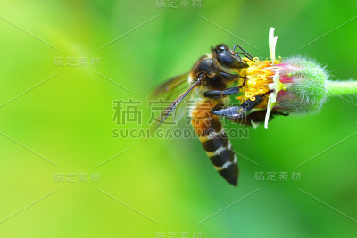 一只蜜蜂停在花上