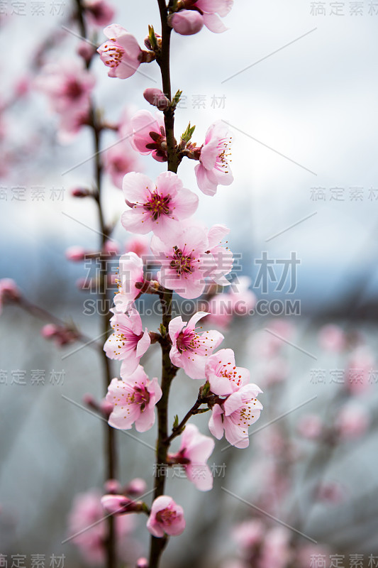 日本川口町的樱花